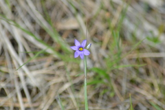 Sisyrinchium montanum