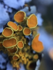 Teloschistes sieberianus