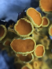 Teloschistes sieberianus
