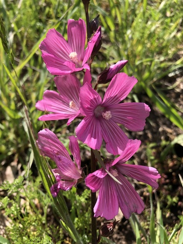 iNaturalist observation photo of checkerbloom