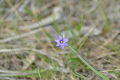 Sisyrinchium montanum