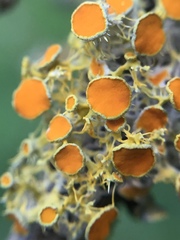 Teloschistes sieberianus