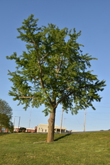 Ginkgo biloba