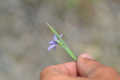 Sisyrinchium montanum