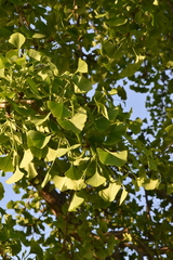 Ginkgo biloba