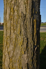 Ginkgo biloba