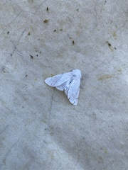 Spilosoma vestalis