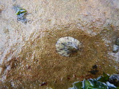 Nacellidae