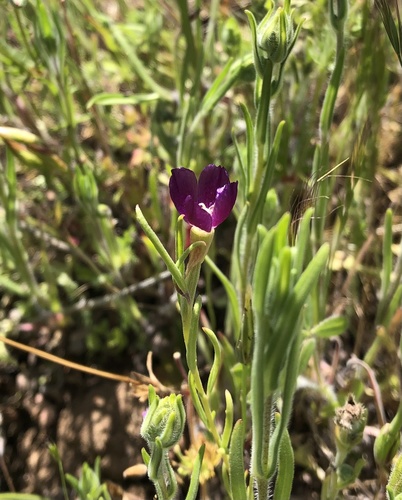 iNaturalist observation photo of Winecup Clarkia