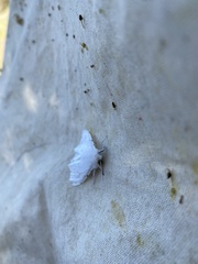 Spilosoma vestalis