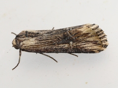Crambodes talidiformis