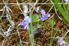 Viola nephrophylla