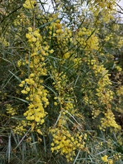 Acacia iteaphylla