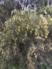 Acacia iteaphylla