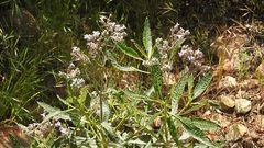 Eriodictyon trichocalyx