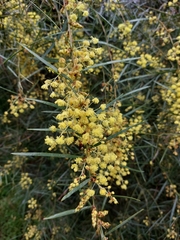 Acacia iteaphylla