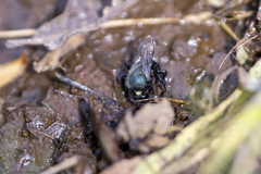 Osmia ribifloris