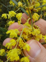 Acacia iteaphylla