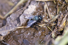 Osmia ribifloris