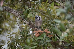 Cyanocitta cristata