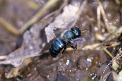 Osmia ribifloris