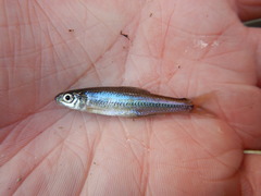 Notropis volucellus