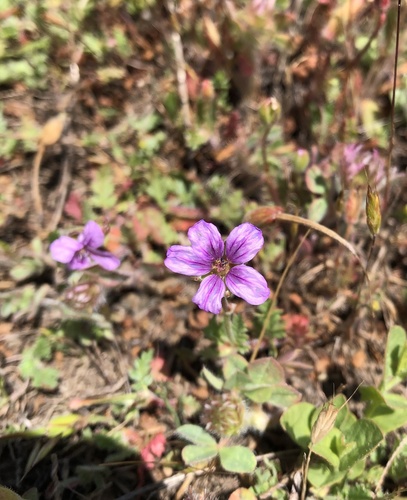 iNaturalist observation photo of Mediterranean Stork's-bill