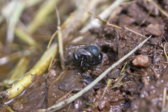 Osmia ribifloris