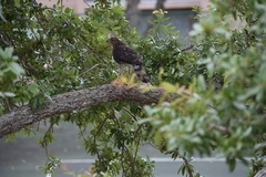 Accipiter cooperii