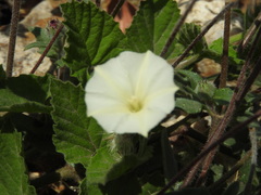 Convolvulus crenatifolius