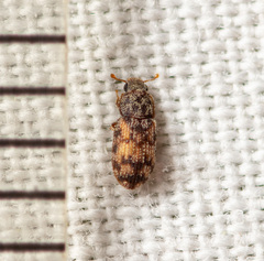 Synchita parvula