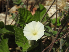 Convolvulus crenatifolius