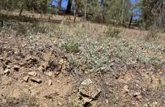 Calystegia malacophylla pedicellata
