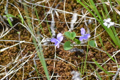 Viola nephrophylla