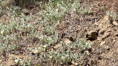 Calystegia malacophylla pedicellata