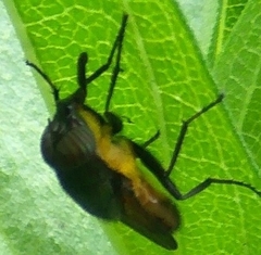 Stomorhina xanthogaster