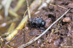 Osmia ribifloris