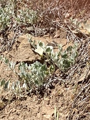Calystegia malacophylla pedicellata