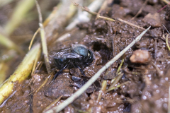 Osmia ribifloris