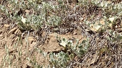 Calystegia malacophylla pedicellata