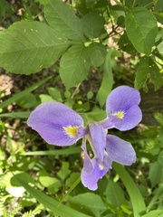 Iris giganticaerulea