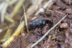 Osmia ribifloris