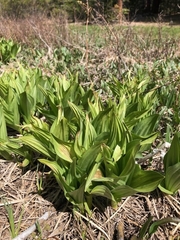 Veratrum californicum