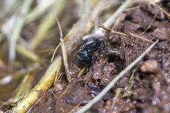 Osmia ribifloris