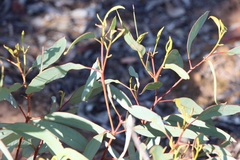 Eucalyptus socialis