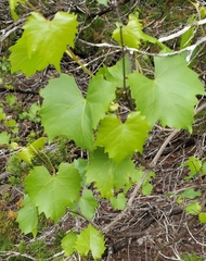 Vitis monticola