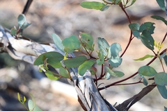 Eucalyptus socialis