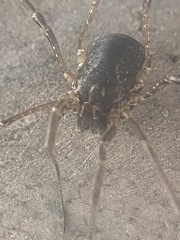 Lacinius