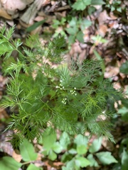 Trepocarpus aethusae