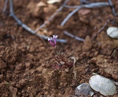 Trifolium variegatum geminiflorum
